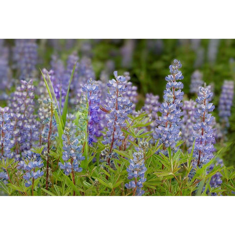 USA-Colorado-Gunnison National Forest Lupine flowers in San Juan Mountains White Modern Wood Framed Art Print by Jaynes Gallery