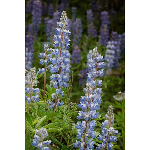 USA-Colorado-Gunnison National Forest Lupine flowers in San Juan Mountains Black Modern Wood Framed Art Print by Jaynes Gallery
