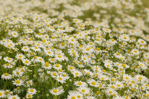 USA-Colorado Wild chamomile flowers in a mountain meadow White Modern Wood Framed Art Print with Double Matting by Jaynes Gallery
