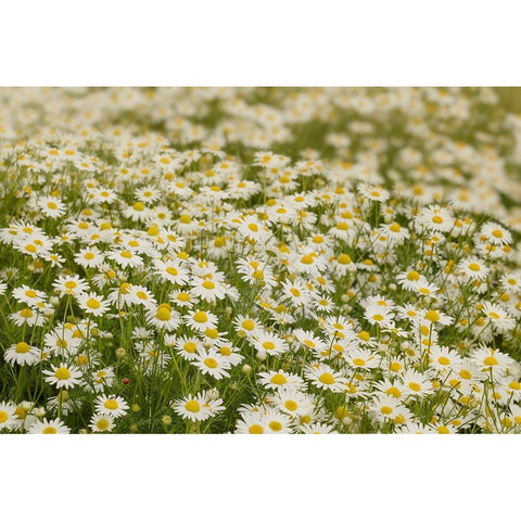 USA-Colorado Wild chamomile flowers in a mountain meadow Black Modern Wood Framed Art Print by Jaynes Gallery