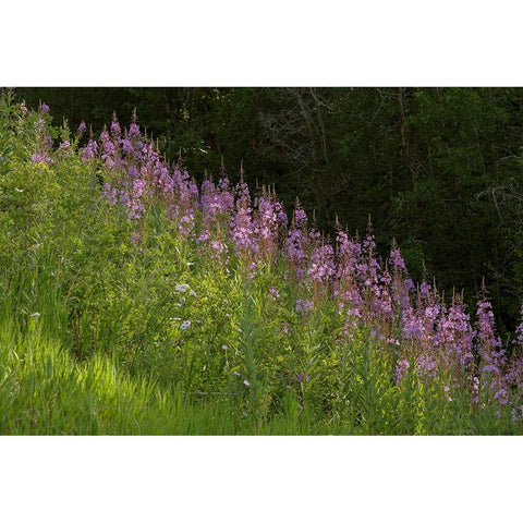 USA-Colorado-Gunnison National Forest Fireweed flowers Black Modern Wood Framed Art Print with Double Matting by Jaynes Gallery