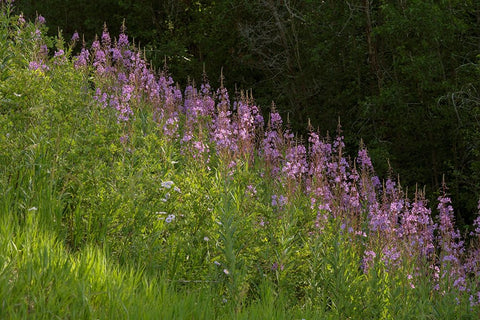 USA-Colorado-Gunnison National Forest Fireweed flowers White Modern Wood Framed Art Print with Double Matting by Jaynes Gallery