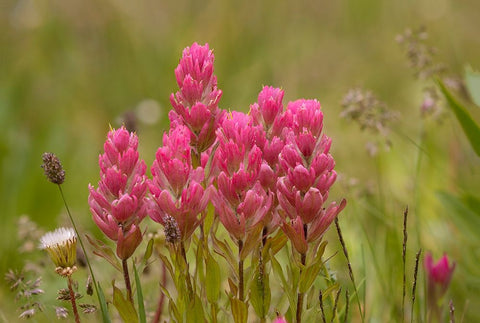 USA-Colorado-American Basin Rosy paintbrush flowers close-up White Modern Wood Framed Art Print with Double Matting by Jaynes Gallery