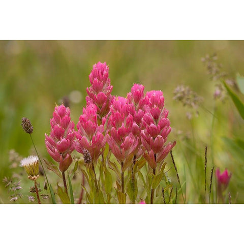USA-Colorado-American Basin Rosy paintbrush flowers close-up Black Modern Wood Framed Art Print by Jaynes Gallery