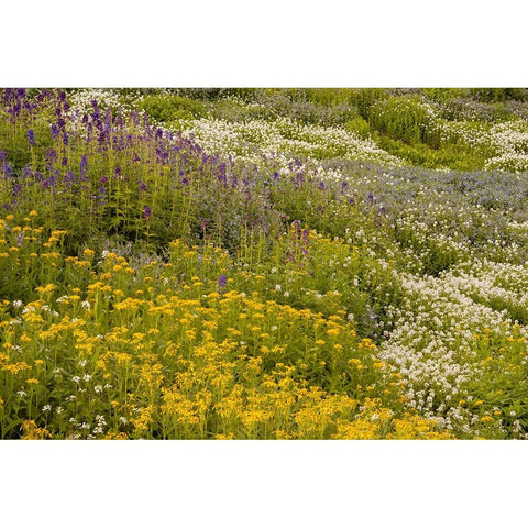 USA-Colorado-Gunnison National Forest Field of wildflowers Black Modern Wood Framed Art Print by Jaynes Gallery