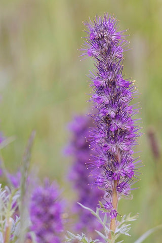 USA-Colorado-Gunnison National Forest Purple fringe flower close-up Black Ornate Wood Framed Art Print with Double Matting by Jaynes Gallery