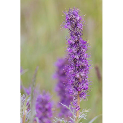 USA-Colorado-Gunnison National Forest Purple fringe flower close-up Black Modern Wood Framed Art Print by Jaynes Gallery