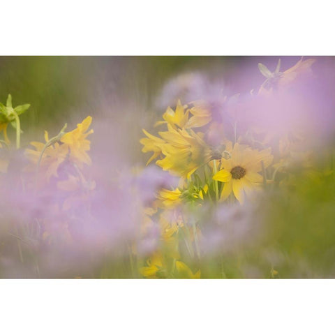USA-Colorado-Gunnison National Forest Mule-ears and aster flowers abstract White Modern Wood Framed Art Print by Jaynes Gallery