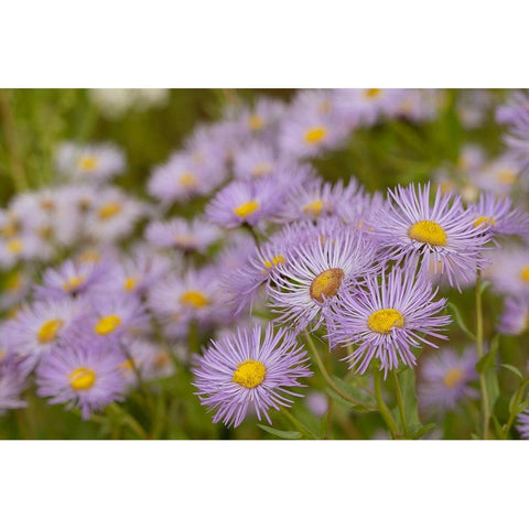 USA-Colorado-Gunnison National Forest Showy daisy flowers close-up White Modern Wood Framed Art Print by Jaynes Gallery