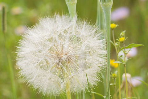 USA-Colorado-Gunnison National Forest Western salsify seedhead close-up Black Ornate Wood Framed Art Print with Double Matting by Jaynes Gallery