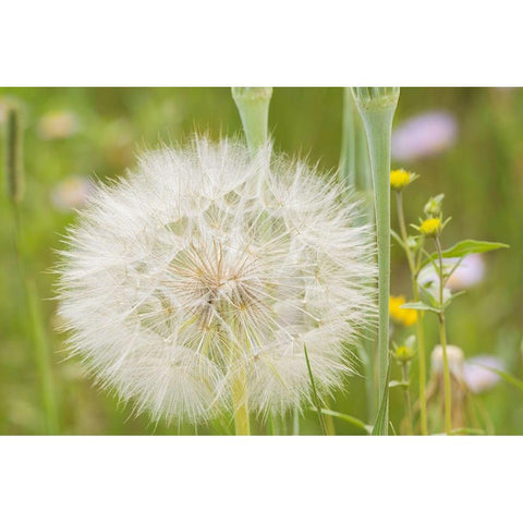 USA-Colorado-Gunnison National Forest Western salsify seedhead close-up Black Modern Wood Framed Art Print by Jaynes Gallery