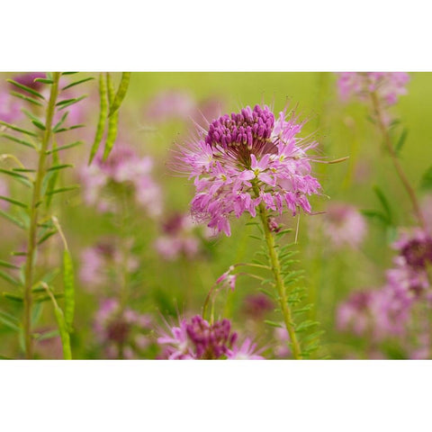 USA-Colorado Rocky Mountain bee plant close-up Gold Ornate Wood Framed Art Print with Double Matting by Jaynes Gallery