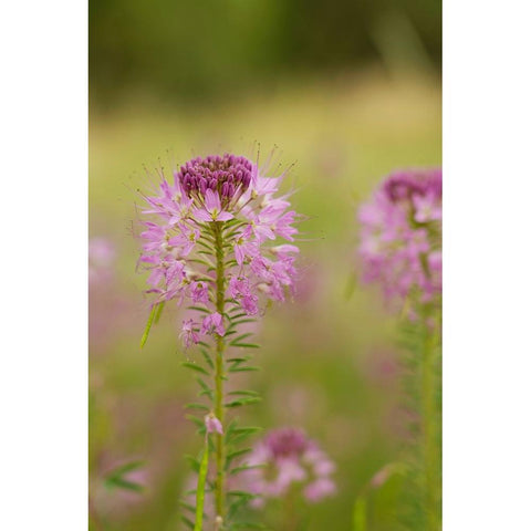 USA-Colorado Rocky Mountain bee plant close-up Black Modern Wood Framed Art Print with Double Matting by Jaynes Gallery