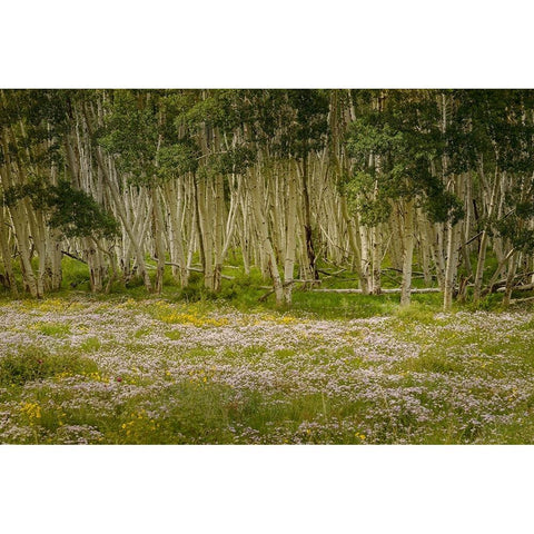 USA-Colorado-San Juan Mountains Wildflowers in mountain meadow White Modern Wood Framed Art Print by Jaynes Gallery