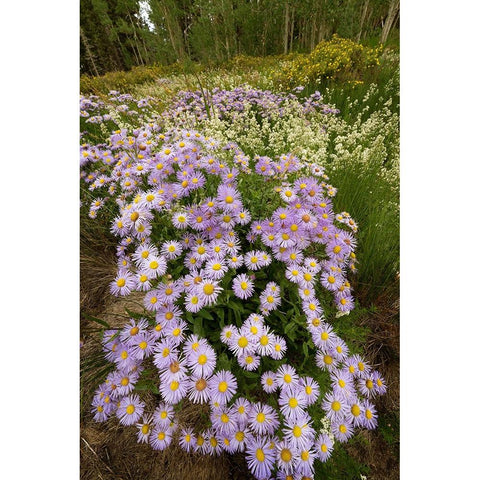 USA-Colorado-San Juan Mountains Wildflowers in meadow Black Modern Wood Framed Art Print by Jaynes Gallery