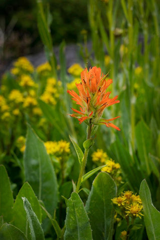 USA-Colorado-Uncompahgre National Forest Indian paintbrush flower close-up Black Ornate Wood Framed Art Print with Double Matting by Jaynes Gallery