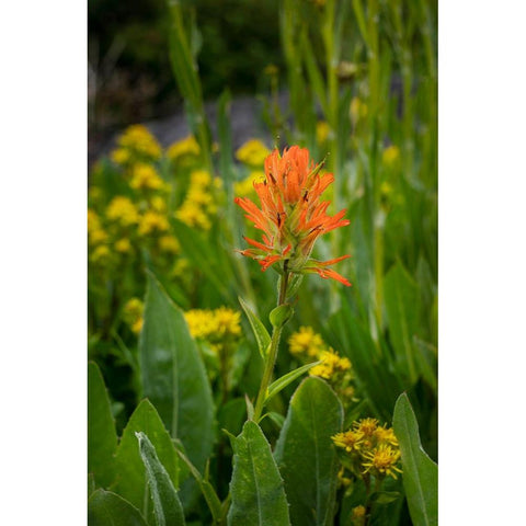 USA-Colorado-Uncompahgre National Forest Indian paintbrush flower close-up Black Modern Wood Framed Art Print by Jaynes Gallery
