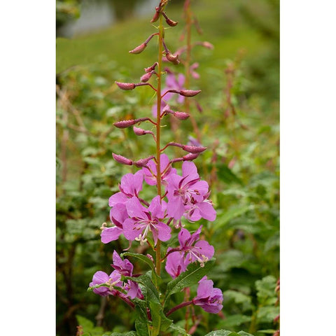 USA-Colorado-Uncompahgre National Forest Fireweed flowers close-up White Modern Wood Framed Art Print by Jaynes Gallery