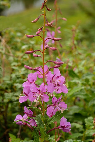 USA-Colorado-Uncompahgre National Forest Fireweed flowers close-up White Modern Wood Framed Art Print with Double Matting by Jaynes Gallery