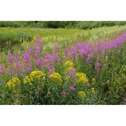 USA-Colorado-Gunnison National Forest Springtime meadow with wildflowers Black Modern Wood Framed Art Print by Jaynes Gallery