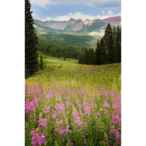 USA-Colorado-Gunnison National Forest Fireweeds in mountain meadow Black Modern Wood Framed Art Print by Jaynes Gallery