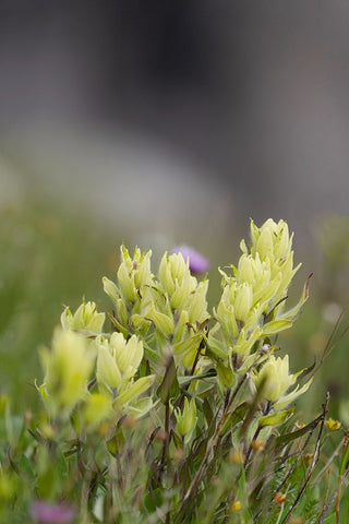 USA-Colorado-Gunnison National Forest Yellow paintbrush flowers close-up Black Ornate Wood Framed Art Print with Double Matting by Jaynes Gallery