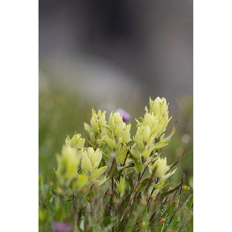 USA-Colorado-Gunnison National Forest Yellow paintbrush flowers close-up Black Modern Wood Framed Art Print by Jaynes Gallery