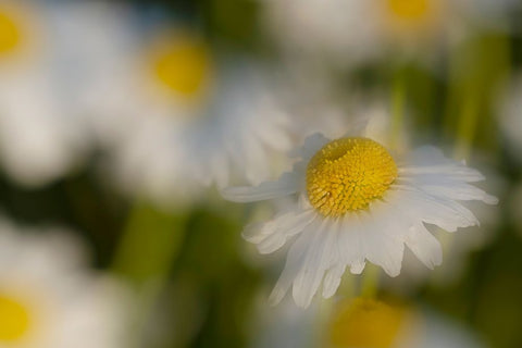 USA-Colorado-Gunnison National Forest Wild chamomile flower abstract White Modern Wood Framed Art Print with Double Matting by Jaynes Gallery