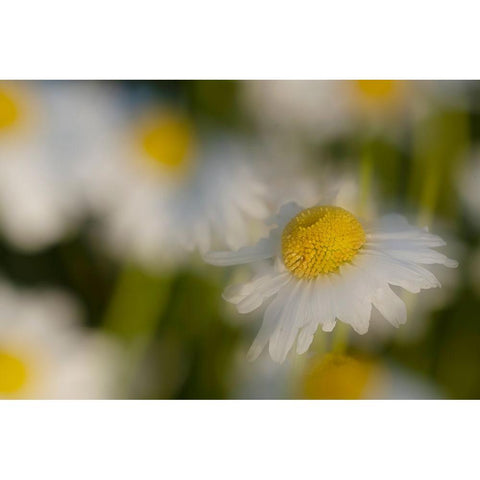 USA-Colorado-Gunnison National Forest Wild chamomile flower abstract White Modern Wood Framed Art Print by Jaynes Gallery