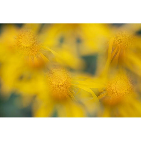 USA-Colorado-San Juan Mountains Sneezeweed abstract Gold Ornate Wood Framed Art Print with Double Matting by Jaynes Gallery