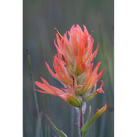 USA-Colorado-Uncompahgre National Forest Indian paintbrush flower close-up Black Modern Wood Framed Art Print by Jaynes Gallery