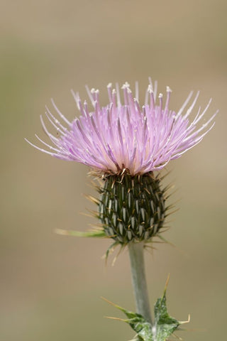 USA-Colorado-San Juan Mountains Thistle flower close-up White Modern Wood Framed Art Print with Double Matting by Jaynes Gallery