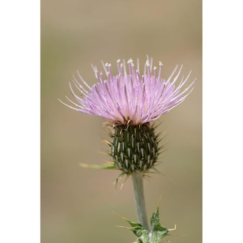 USA-Colorado-San Juan Mountains Thistle flower close-up Black Modern Wood Framed Art Print by Jaynes Gallery