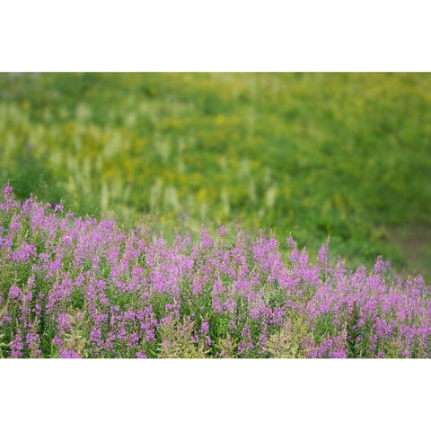 USA-Colorado-Gunnison National Forest Fireweeds in mountain meadow Black Modern Wood Framed Art Print by Jaynes Gallery