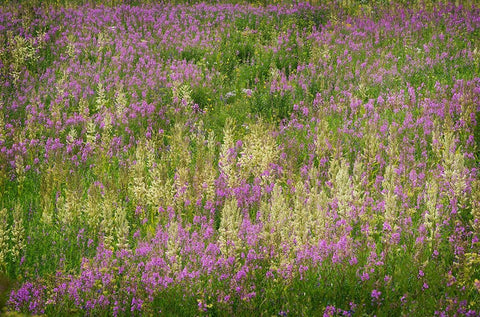 USA-Colorado-Gunnison National Forest Fireweeds in mountain meadow Black Ornate Wood Framed Art Print with Double Matting by Jaynes Gallery
