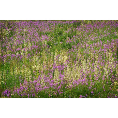 USA-Colorado-Gunnison National Forest Fireweeds in mountain meadow White Modern Wood Framed Art Print by Jaynes Gallery