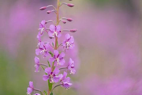 USA-Colorado-Gunnison National Forest Fireweed flowers close-up Black Ornate Wood Framed Art Print with Double Matting by Jaynes Gallery