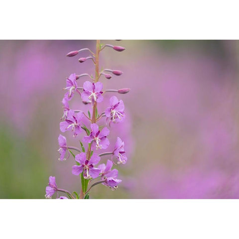 USA-Colorado-Gunnison National Forest Fireweed flowers close-up Black Modern Wood Framed Art Print by Jaynes Gallery