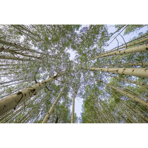 USA-Colorado-Gunnison National Forest Looking up at aspen trees Black Modern Wood Framed Art Print by Jaynes Gallery