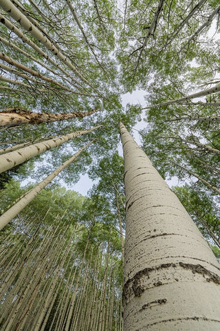 USA-Colorado-Gunnison National Forest Looking up at aspen trees White Modern Wood Framed Art Print with Double Matting by Jaynes Gallery