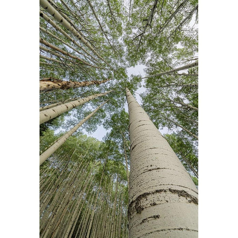 USA-Colorado-Gunnison National Forest Looking up at aspen trees Black Modern Wood Framed Art Print by Jaynes Gallery