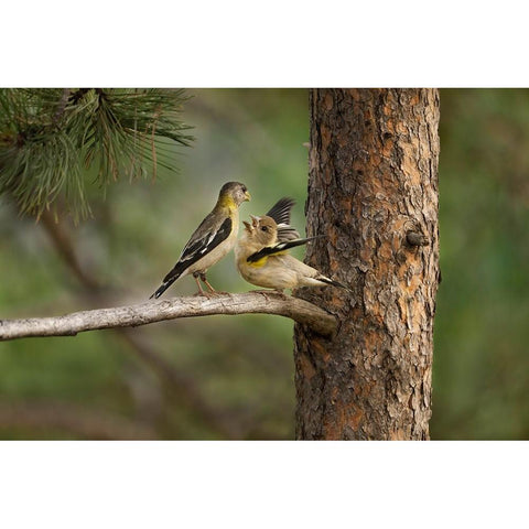 USA-Colorado-Woodland Park Evening grosbeak female feeding fledgling while perched in pine tree Black Modern Wood Framed Art Print by Jaynes Gallery
