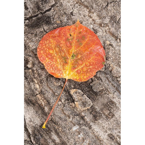USA-Colorado-Uncompahgre National Forest Wet aspen leaf on log Black Modern Wood Framed Art Print by Jaynes Gallery