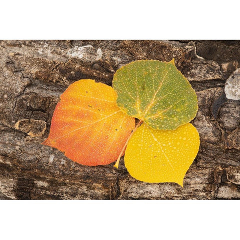 USA-Colorado-Uncompahgre National Forest Wet aspen leaves on log Gold Ornate Wood Framed Art Print with Double Matting by Jaynes Gallery