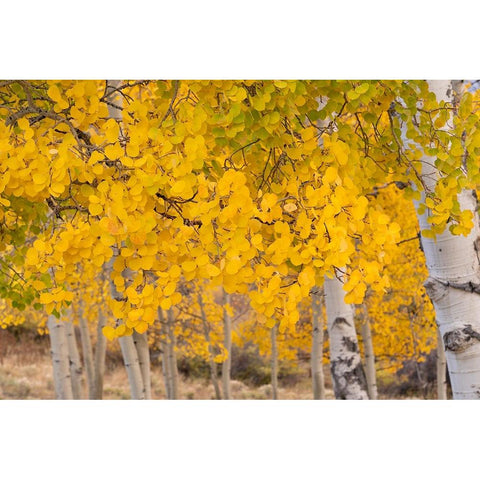 USA-Colorado-Uncompahgre National Forest Close-up of aspen leaves in autumn Black Modern Wood Framed Art Print with Double Matting by Jaynes Gallery