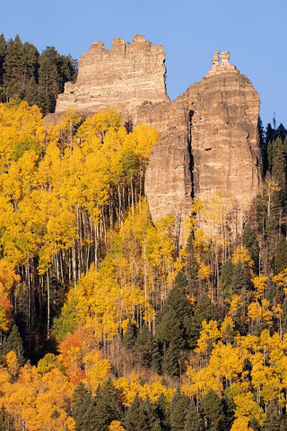 USA-Colorado-Uncompahgre National Forest Pinnacle Ridge towers over aspens in autumn White Modern Wood Framed Art Print with Double Matting by Jaynes Gallery