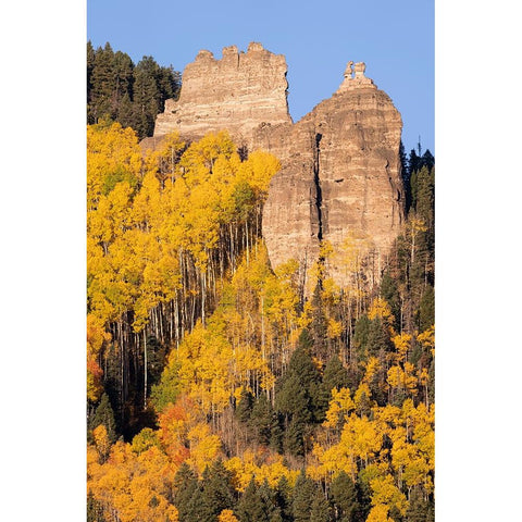 USA-Colorado-Uncompahgre National Forest Pinnacle Ridge towers over aspens in autumn White Modern Wood Framed Art Print by Jaynes Gallery