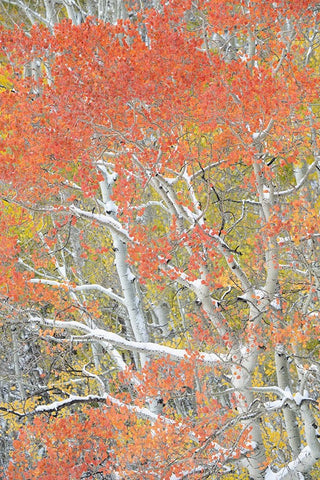 USA-Colorado-Uncompahgre National Forest Autumn snow on aspen trees Black Ornate Wood Framed Art Print with Double Matting by Jaynes Gallery