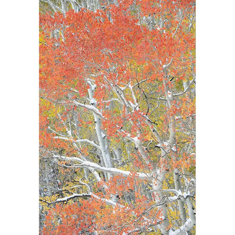 USA-Colorado-Uncompahgre National Forest Autumn snow on aspen trees Black Modern Wood Framed Art Print by Jaynes Gallery