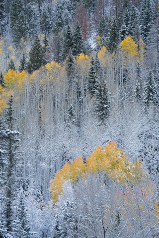 USA-Colorado-Uncompahgre National Forest Fresh autumn snow on aspens and evergreens Black Ornate Wood Framed Art Print with Double Matting by Jaynes Gallery